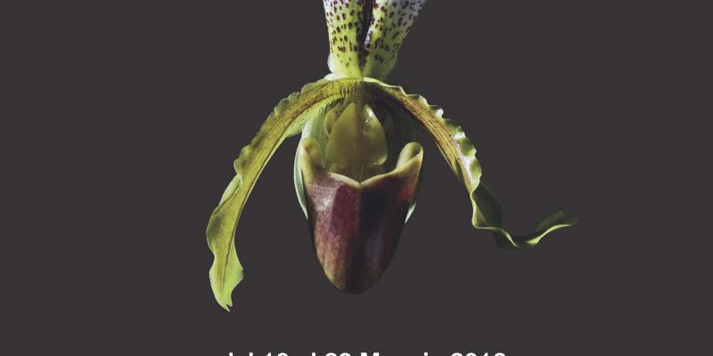 Corteggiamento Calmo