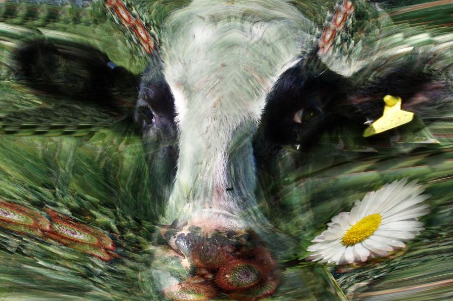 la Carolina, muuuuuuuuuuuuuuuuuuu