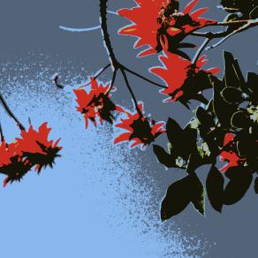 E. C. .. -Who?  What !?! ... - Erythrina Corallodendrum...