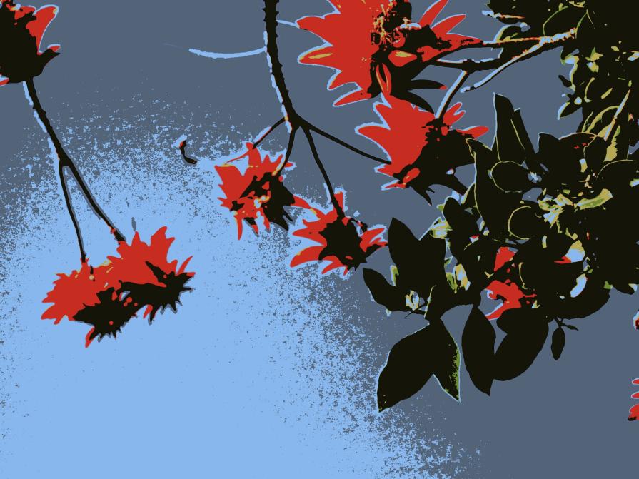 E. C. .. -Who?  What !?! ... - Erythrina Corallodendrum...