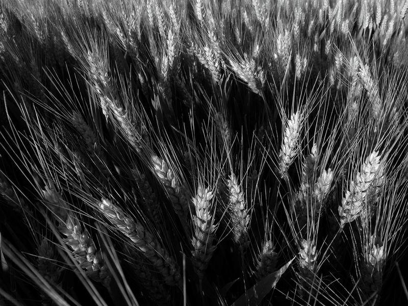 Spighe di frumento