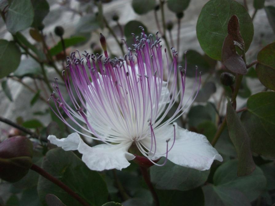 A VOLTE BASTA UN FIORE...