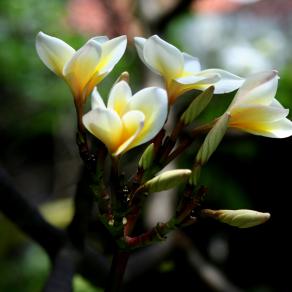 Fiori di frangipani
