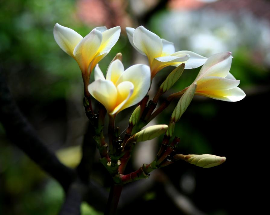 Fiori di frangipani