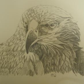 aquila 