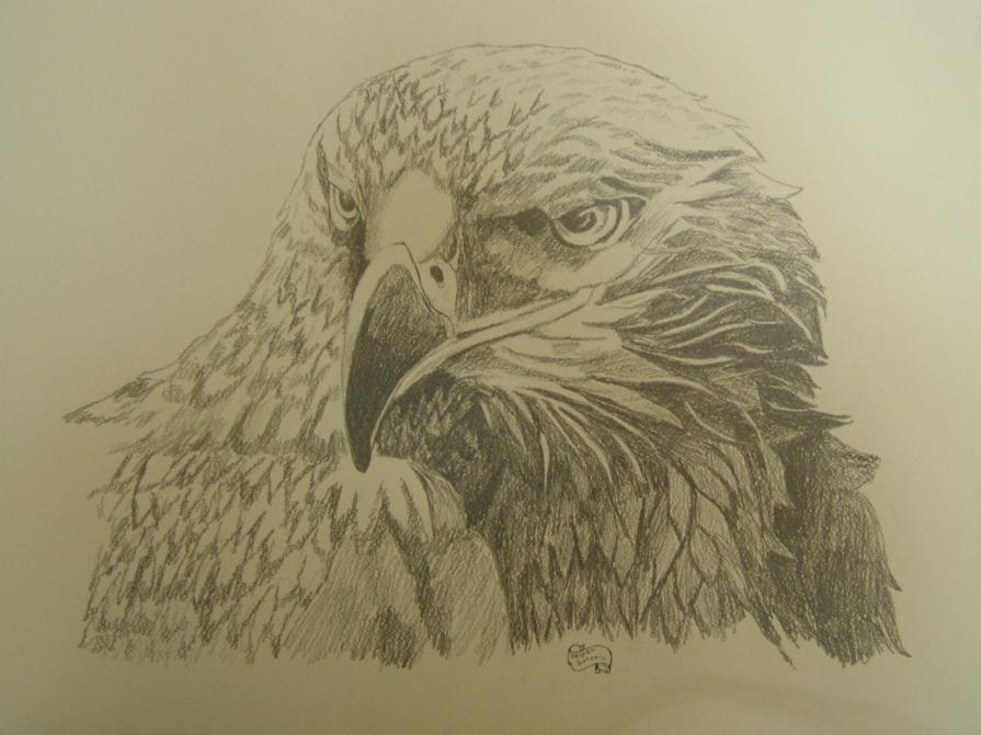 aquila 