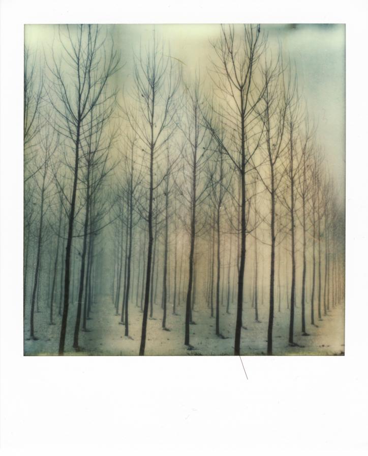 ten thousand winter  trees