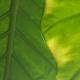 Alocasia Macrorhiza