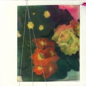 "I fiori che non ho colto" - primule