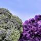 Broccoli/Amethyst Broccoli/Amethyst
