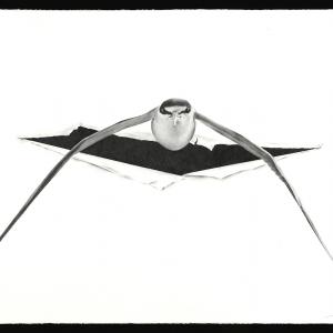 Massimiliano Galliani. Attraverso