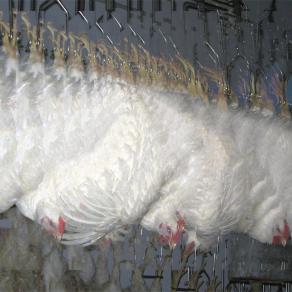 Chickens in the way (Aggancio a catena)