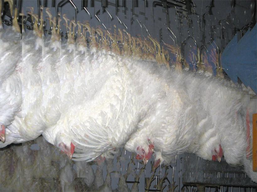 Chickens in the way (Aggancio a catena)