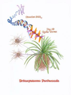 Britneyatacum Performada