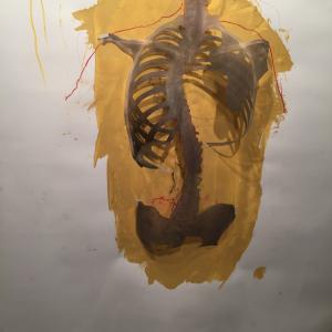 blind contour spine drawing with x- ray blind contour spine drawing with x- ray