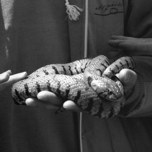 MAD ON PAPER - Tommaso De Massimi. I serpari. Sacro e profano