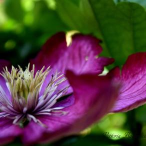 "Qualcosa di meraviglioso"