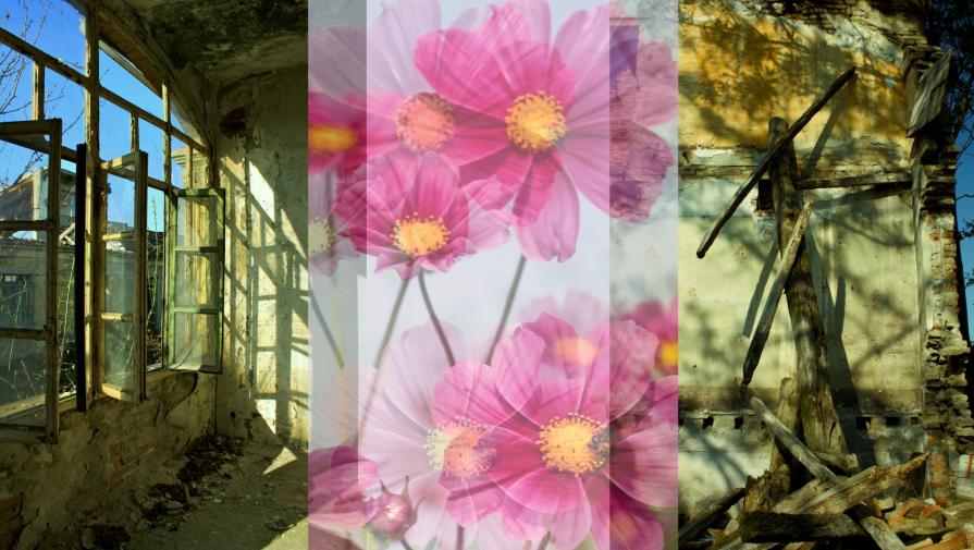 "....in quali lingue dovrebbe uno parlare per risanare il mondo? E davvero ci sono cinquanta parole per dire luce?"