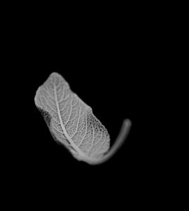 SeV - Le Superfici Mutevoli- Changing Surfaces 