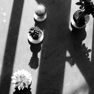 Plants with sunlight and shadow.