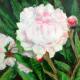 White peony White peony
