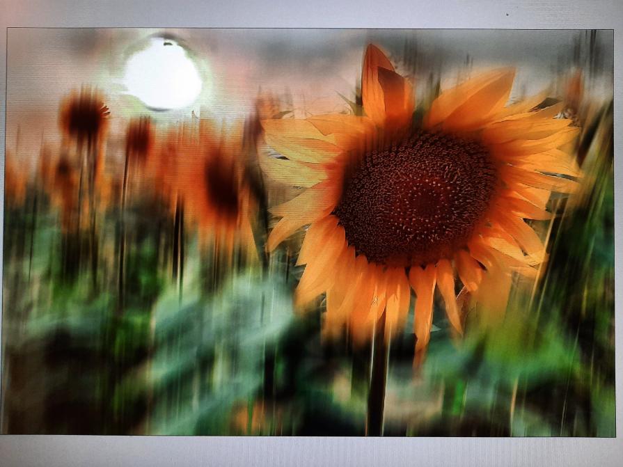 Eccoti i miei girasoli di Piadena. 