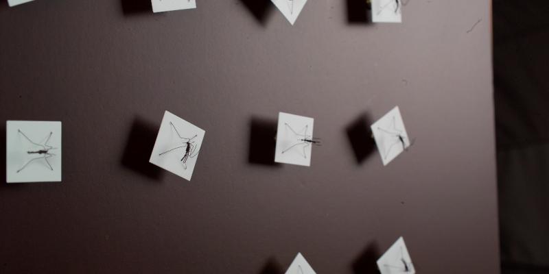 Fabbrica di Zanzare Fabbrica di Zanzare