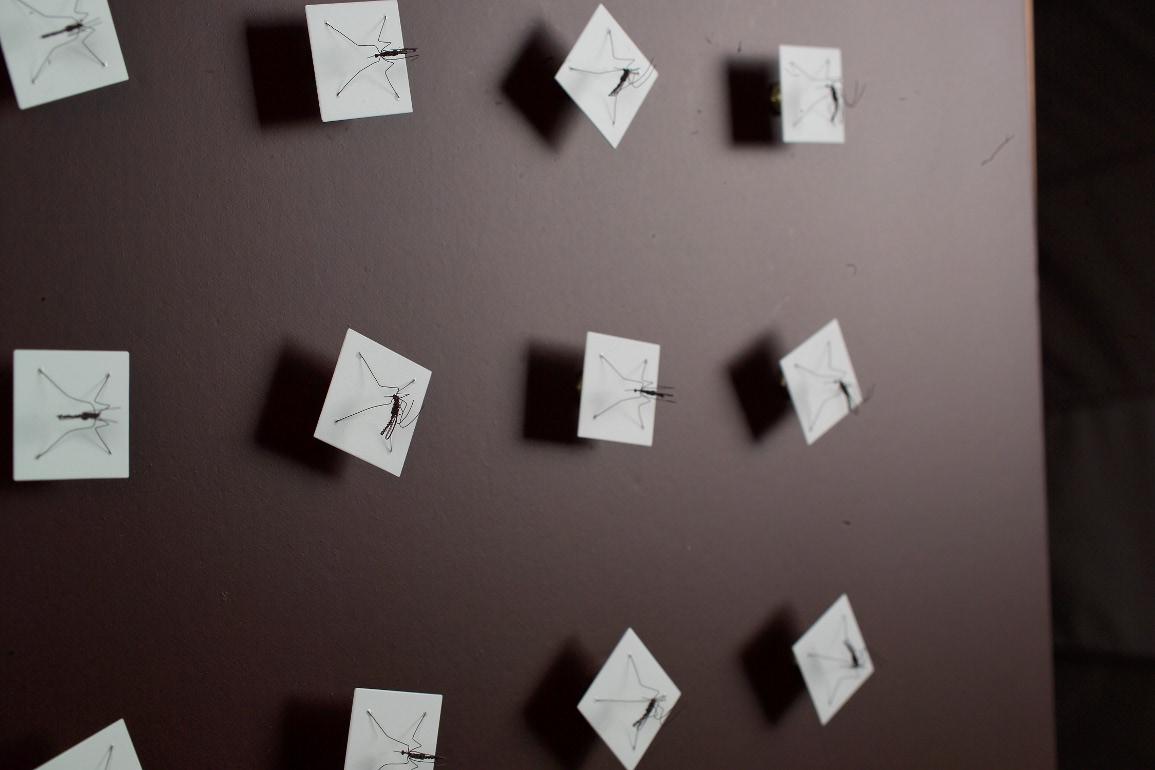 Fabbrica di Zanzare Fabbrica di Zanzare