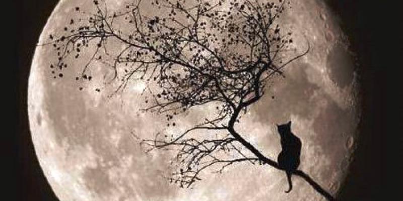 << Nessun dorma >> << Nessun dorma >>