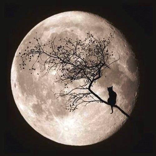 << Nessun dorma >> << Nessun dorma >>