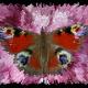 Peacock Butterfly