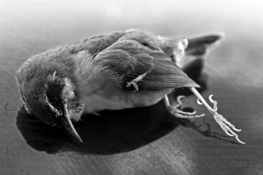 the lost bird_III the lost bird_III