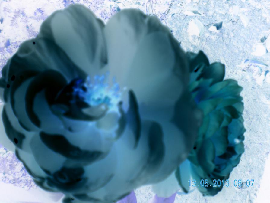 anche distorta la bellezza rimane bellezza