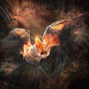 Entanglement (Bat)
