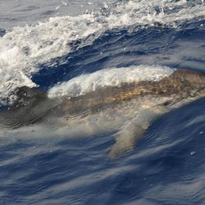 "mare rumore e silenzi"