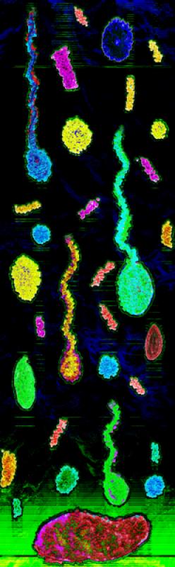 fecondazione distratta