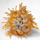 In-naturale_Leucospermum Cordifolium "Spider", umbilical cord 