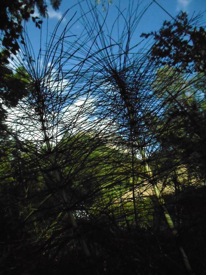 INTRECCI PRIMORDIALI