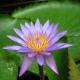 Violet Lotus