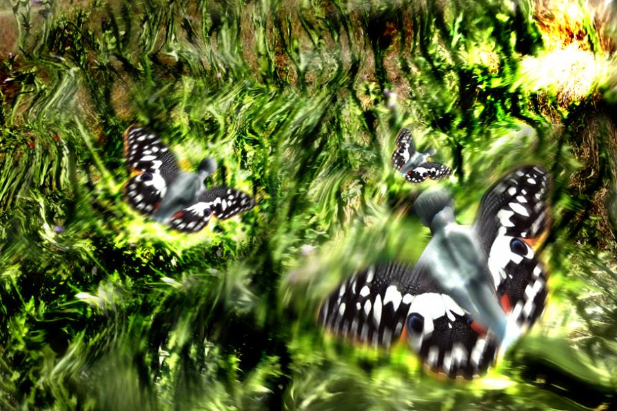 gita a Ballone ieri,tre uomini farfalla al Bar Moretta....