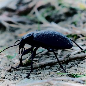 Carabus violaceus