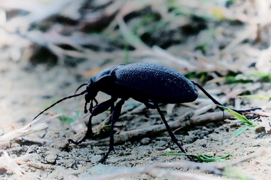 Carabus violaceus