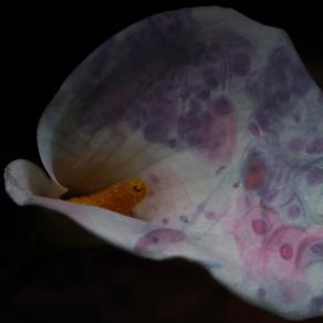 Nella buona e nella cattiva sorte