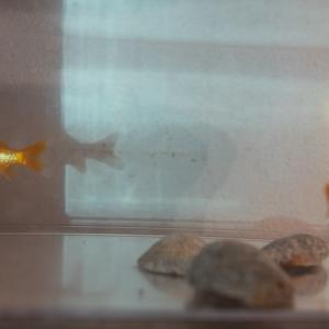 A Sky Full Of Stars For A Roof