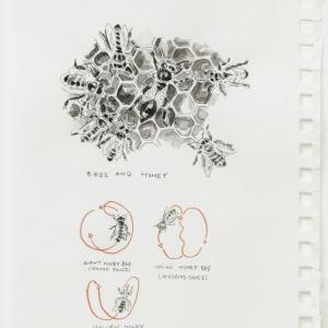 Bees and Honey (Part of the Great Trading Project) Bees and Honey (Part of the Great Trading Project)