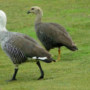 Argentina. Patagonia
