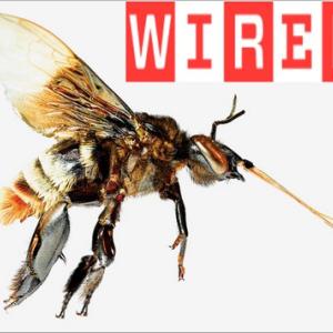 Water Monitor di Silvio Giordano su WIRED