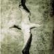 Albatross