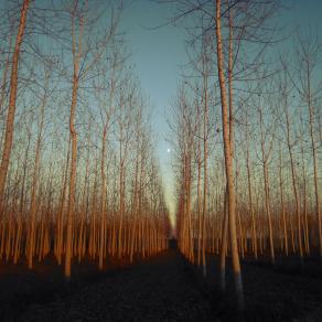 The earth's army and the moon