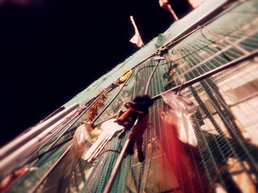 "Tota pulchra es Maria" "Tota pulchra es Maria"